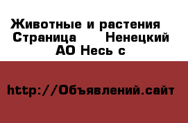  Животные и растения - Страница 35 . Ненецкий АО,Несь с.